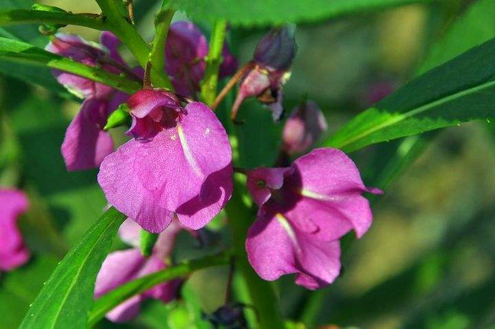 鳳仙花報價