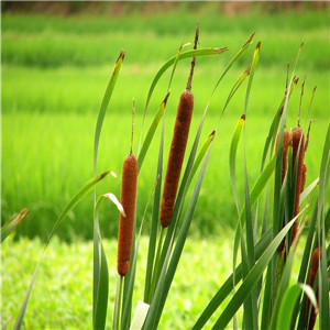 香蒲報價